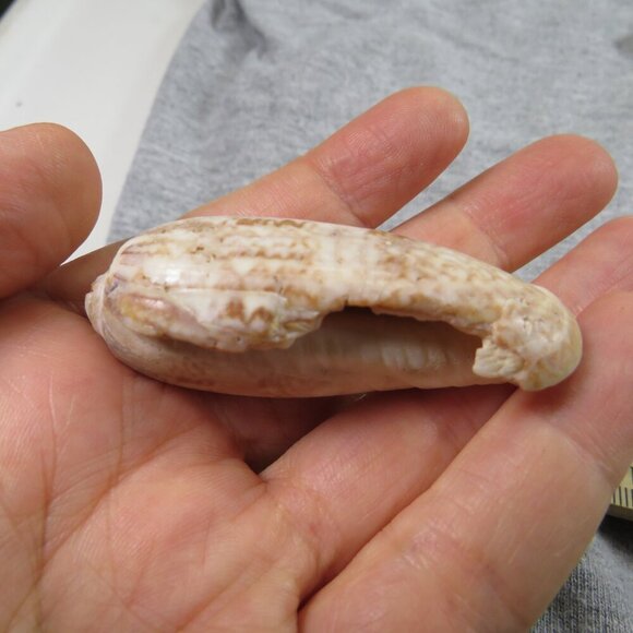 Oliva REAL sea shells (35+) not in mint condition - Picture 3 of 7